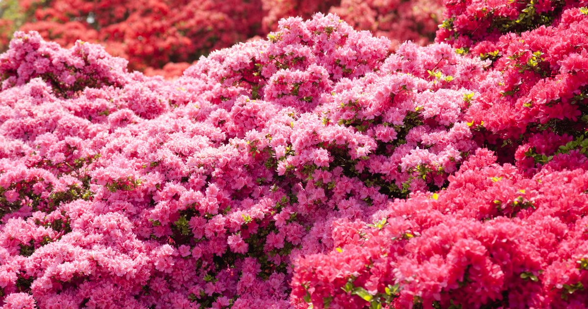 do azaleas bloom all summer ehow uk do azaleas bloom all summer ehow uk