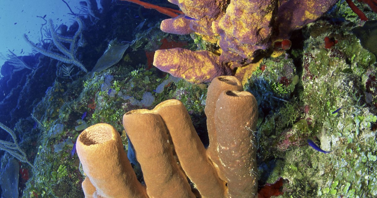 do sponges move from place to place do sponges move from place to place