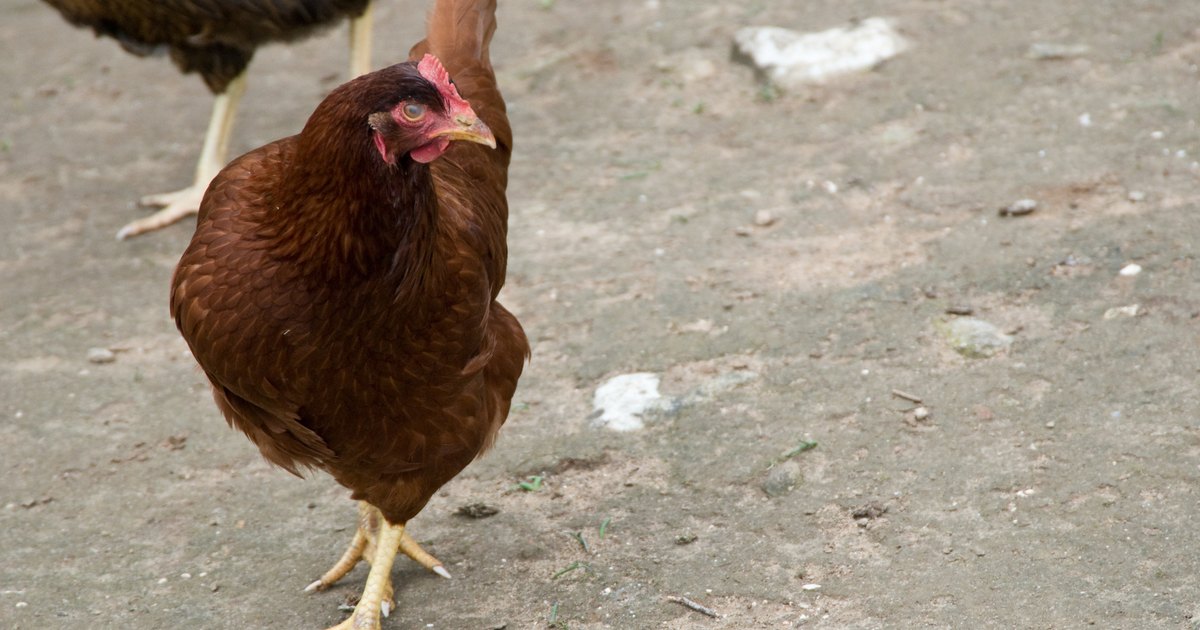 How to Build an External Nest Box on Your Chicken Coop | eHow UK