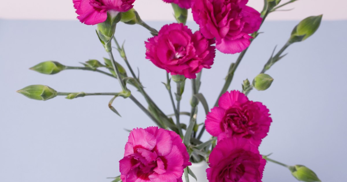 how to prune dianthus ehow uk how to prune dianthus ehow uk