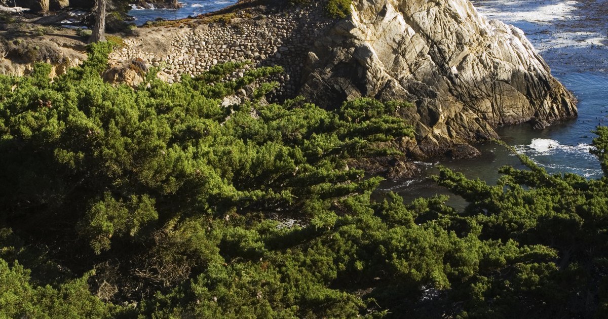 plants-that-live-in-the-marine-biome-ehow-uk