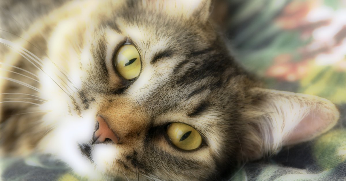 GATO SANGRE HECES gato sangre heces:
