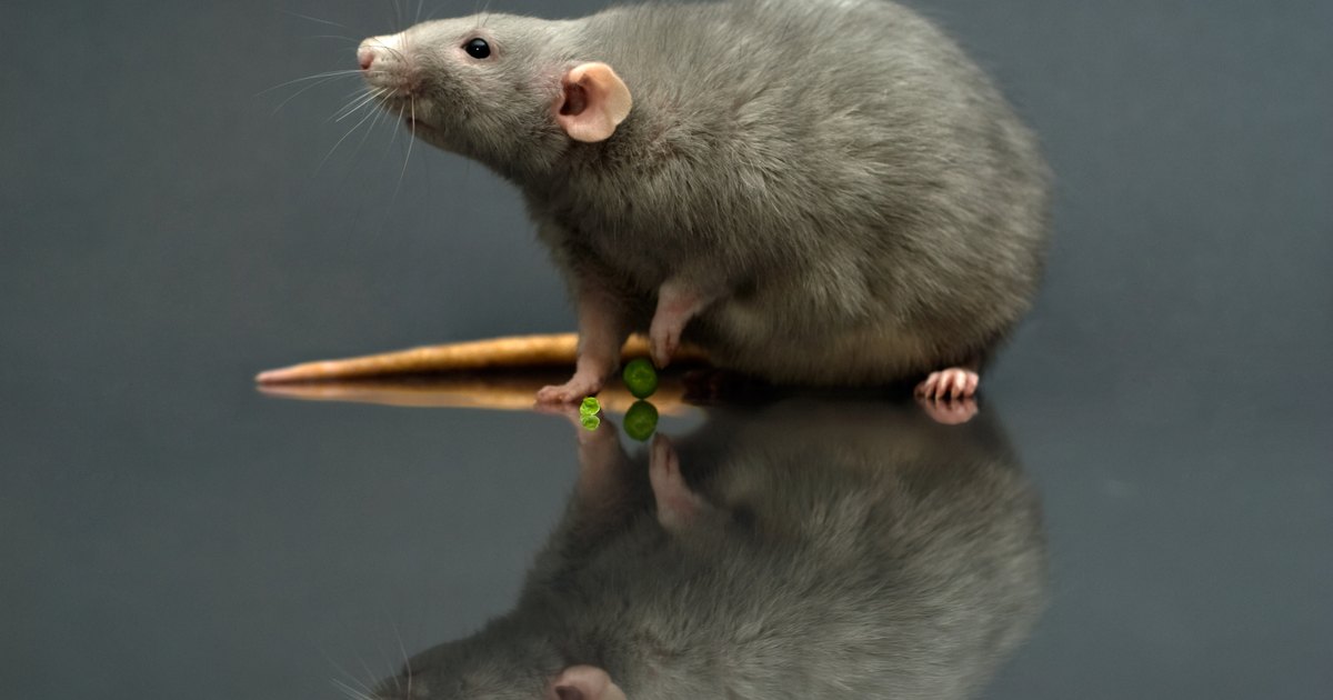 how to attract a rat ehow uk how to attract a rat ehow uk