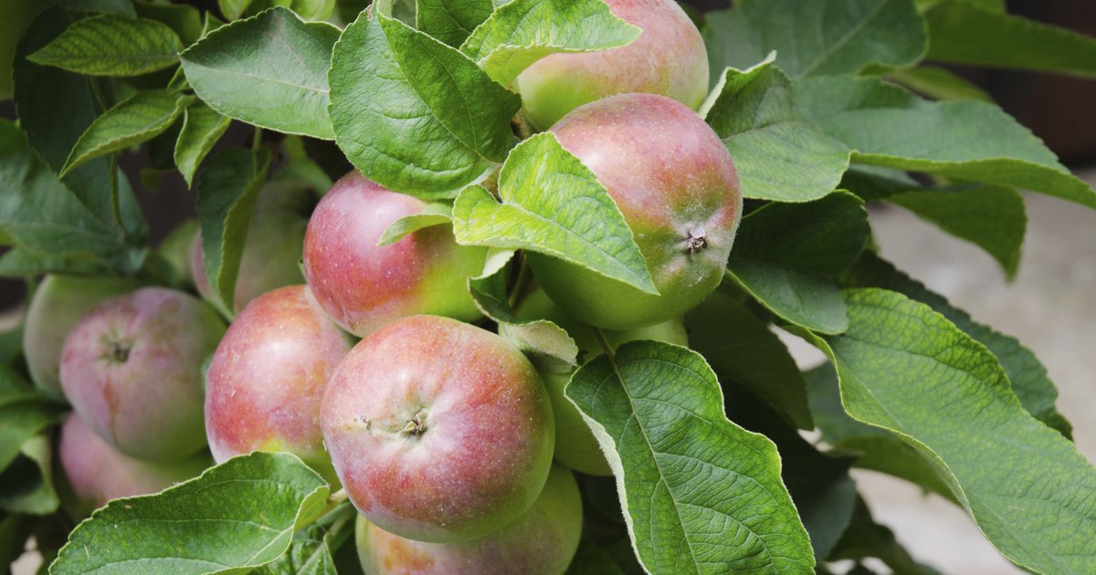 How Big Do Dwarf Apple Trees Grow