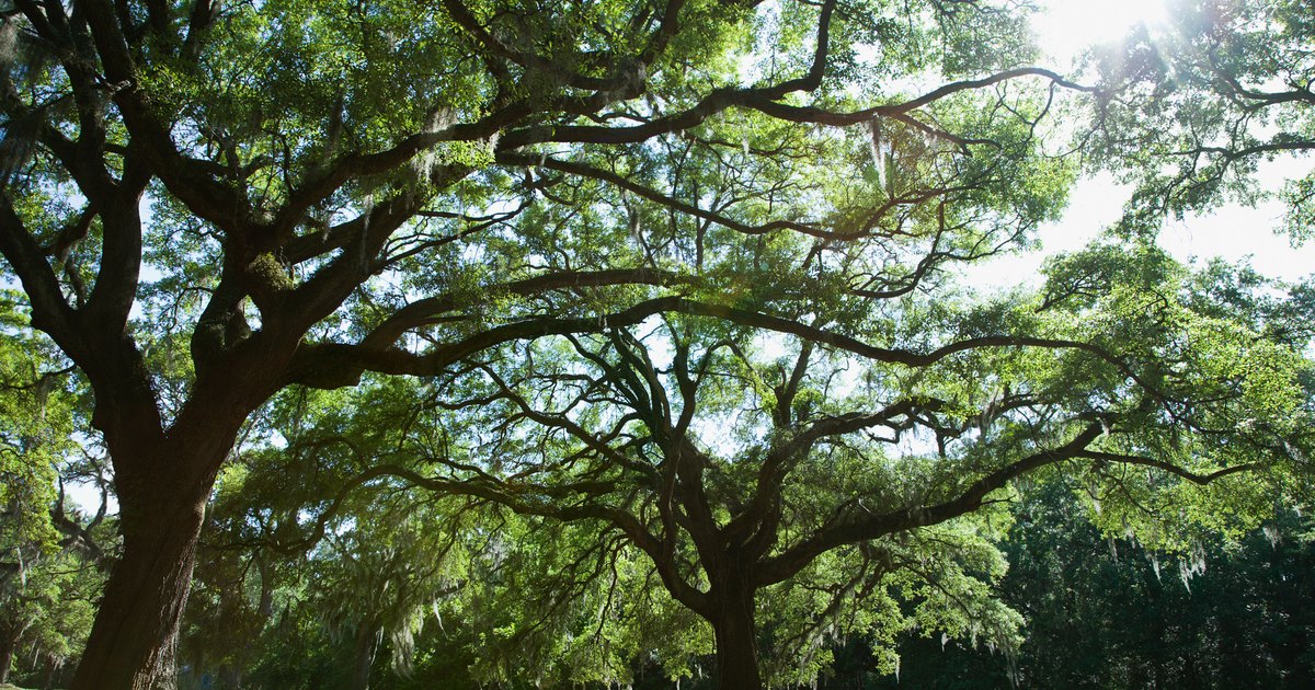 How to String Lights on a Deciduous Tree to Make It Look Nice eHow UK