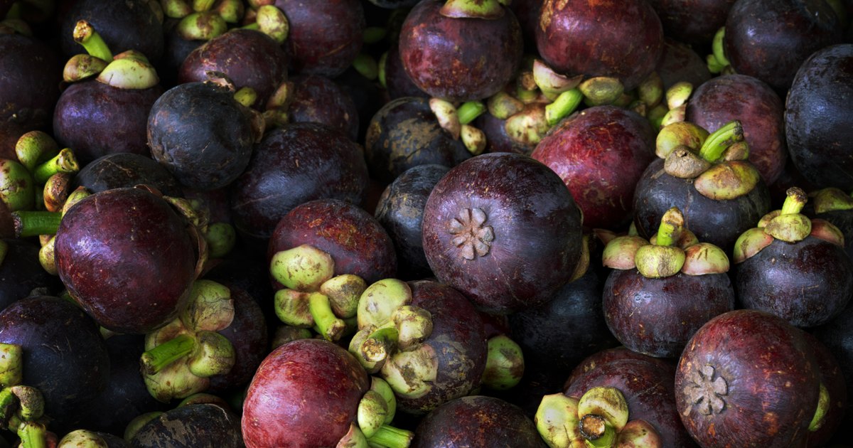 how-to-grow-a-mangosteen-in-a-container-ehow-uk