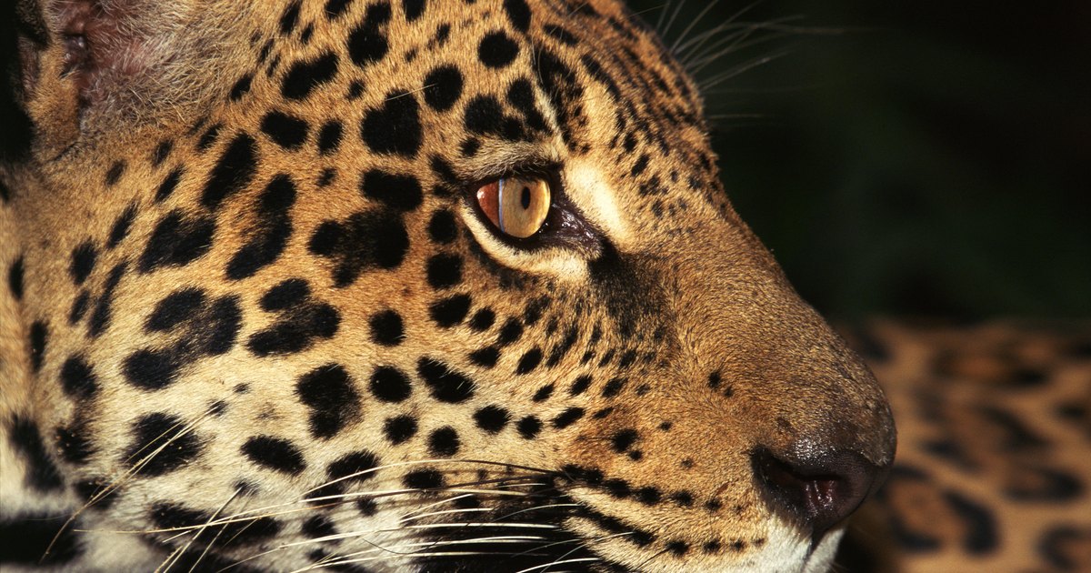 Why are jaguars endangered animals? | eHow UK