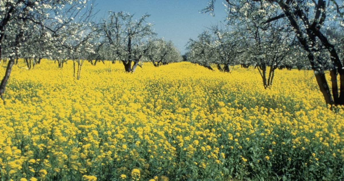 Tamaño de un árbol de semilla de mostaza | eHow en Español