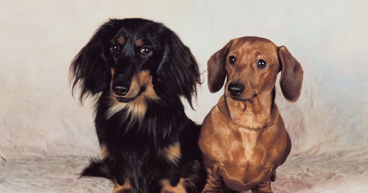 dachshund sweater for how to knit a sweater for a dachshund ehow uk dachshund sweater for how to knit a sweater for a dachshund ehow uk
