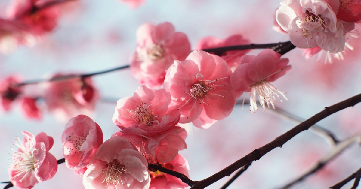 Cherry Blossom Tree Facts | information on cherry tree blossoms ehow uk Cherry Blossom Tree Facts | information on cherry tree blossoms ehow uk
