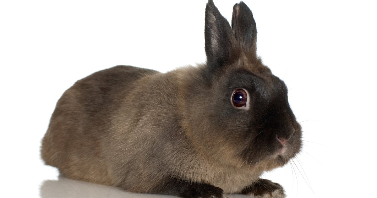How To Tell What Gender Dwarf Rabbits Are Ehow Uk