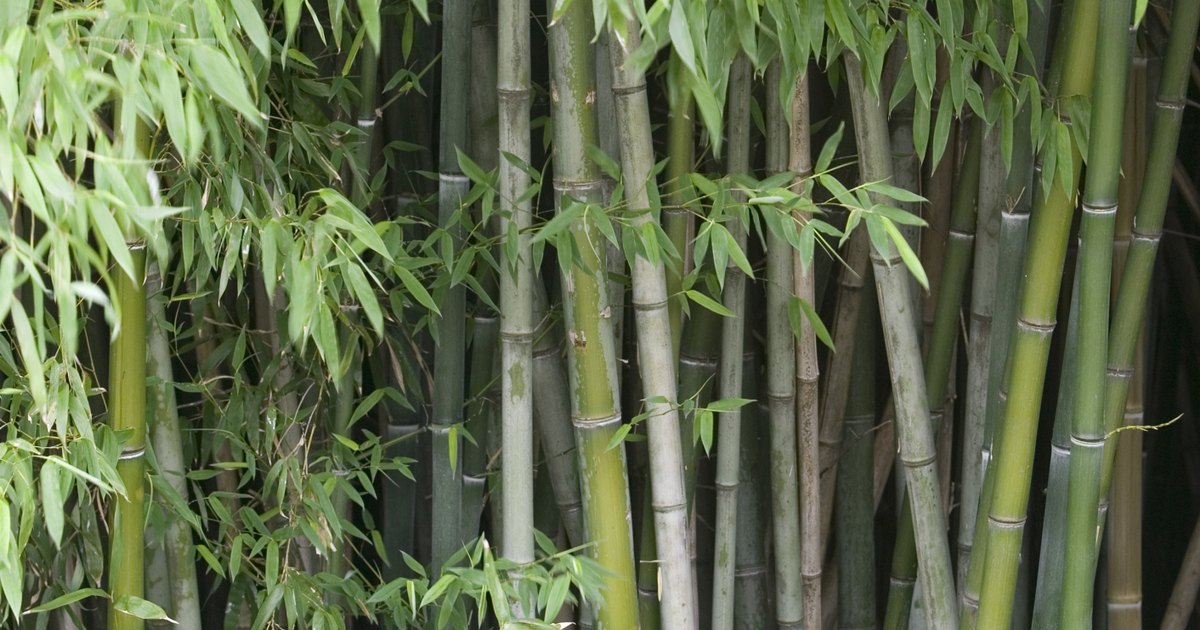 How to Remove and Get Rid of Bamboo | eHow UK