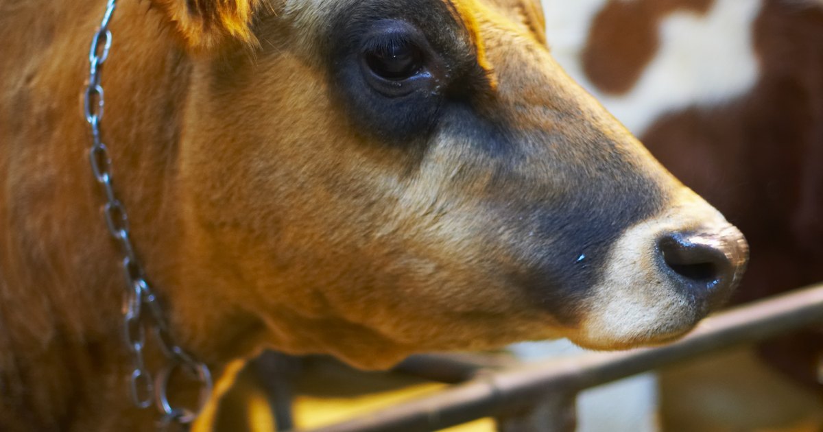 cu-les-son-las-diferencias-entre-el-ojo-de-una-vaca-y-el-de-un-humano