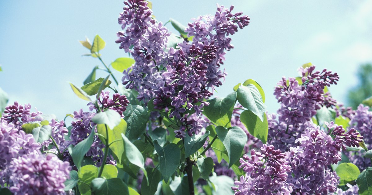 A List of Limeloving Trees &amp; Shrubs eHow UK