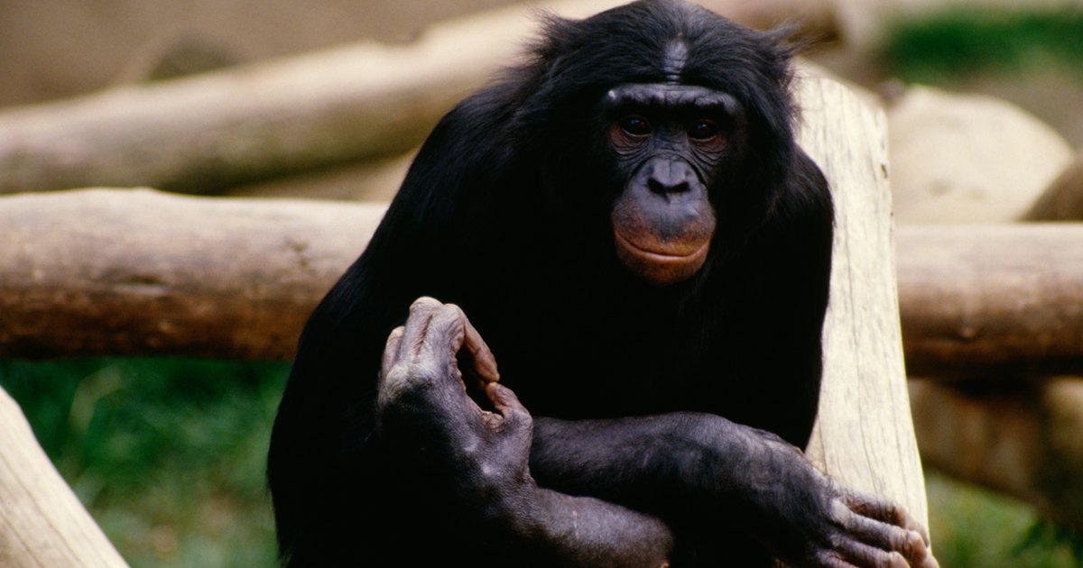 Chimpanzee facts for children | eHow UK