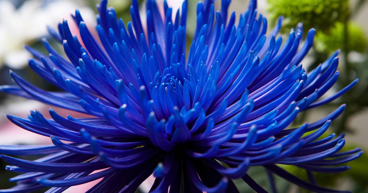 How to dye artificial flowers royal blue | eHow UK
