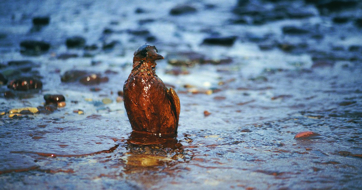 Proyectos de ciencia sobre derrame de petróleo | eHow en Español Proyectos de ciencia sobre derrame de petróleo | eHow en Español