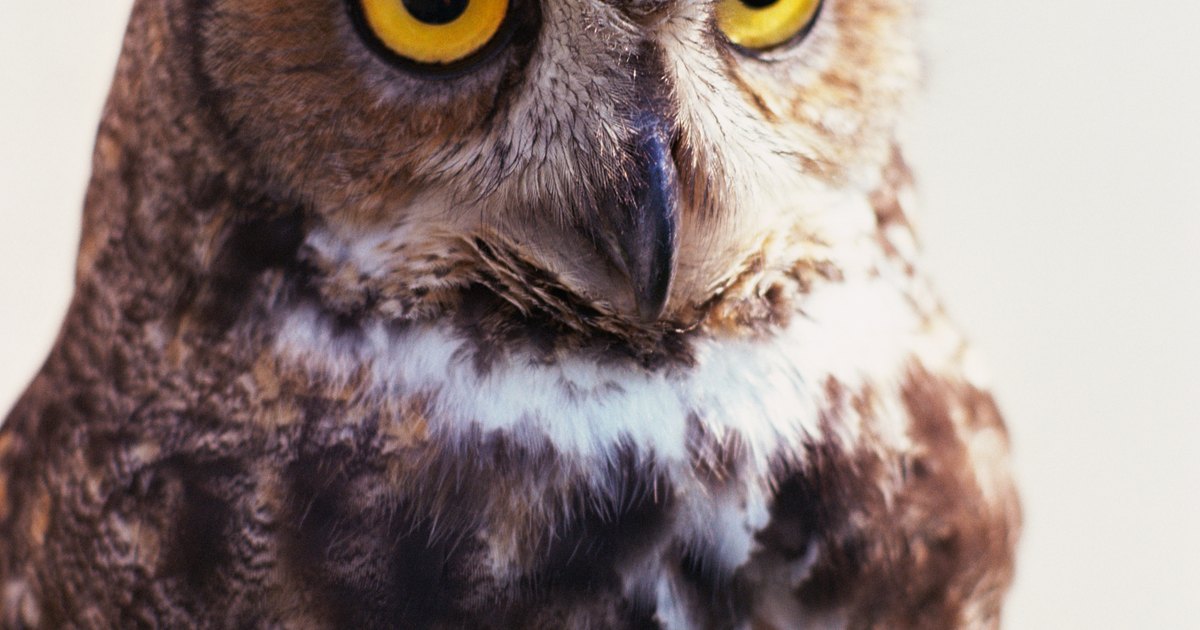 What kind of sound does an owl make at night? | eHow UK