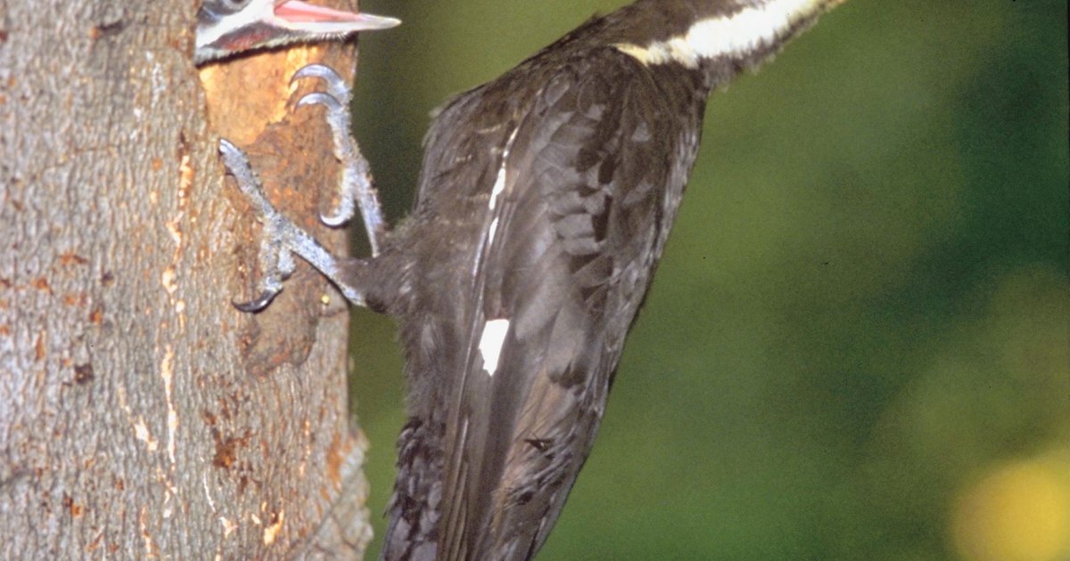 woodpecker facts for kids ehow uk woodpecker facts for kids ehow uk