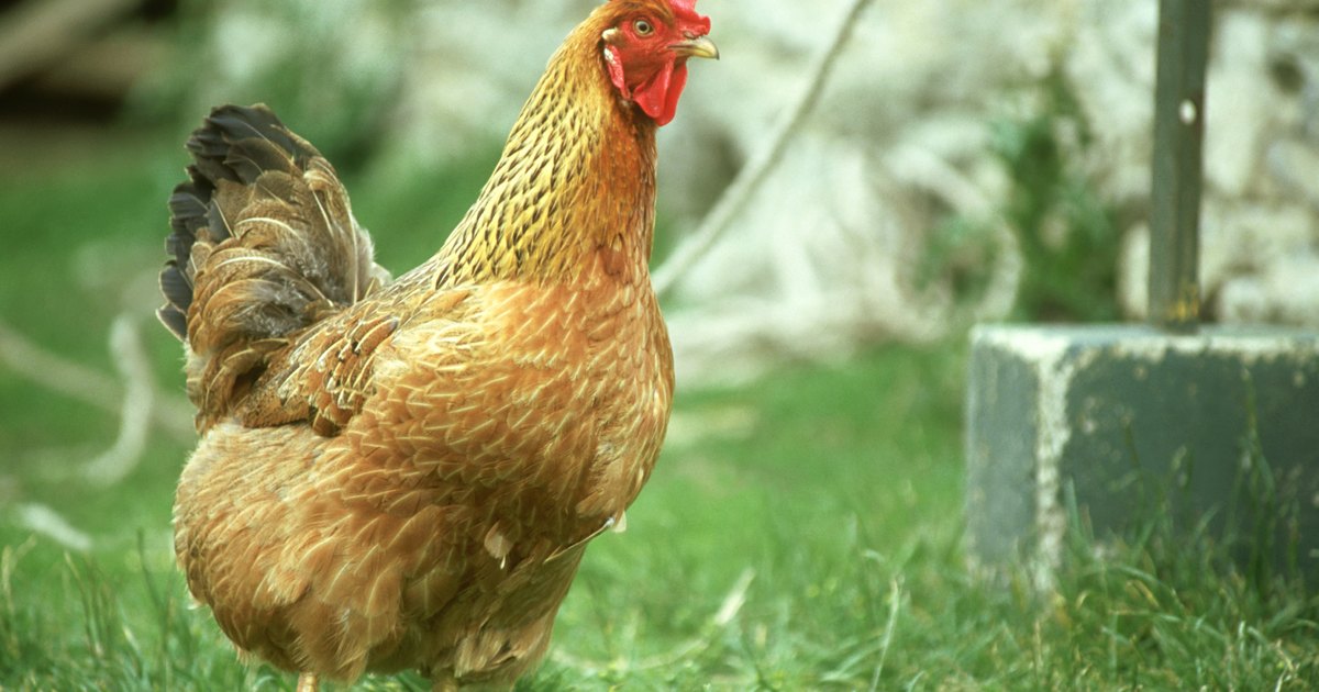 Oxytetracycline For Chickens