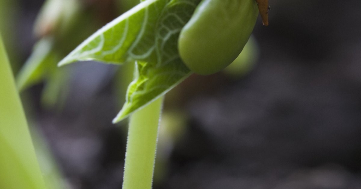 Parts of a bean plant