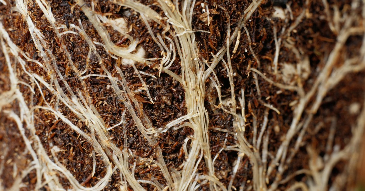 Maggots in my garden soil eHow UK