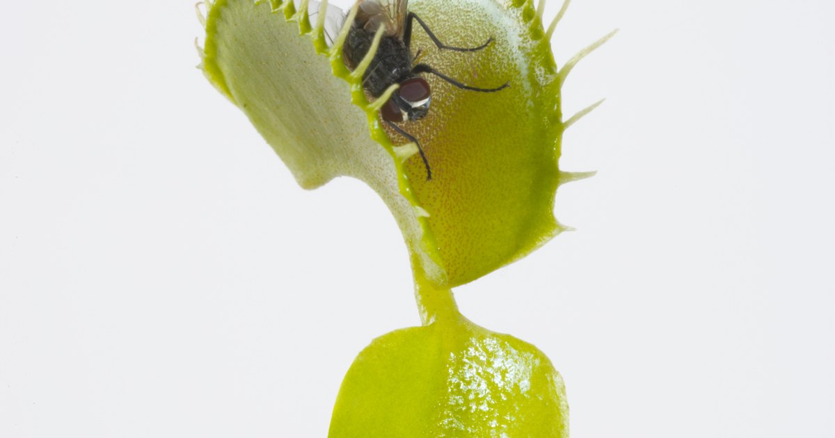 How To Label The Parts Of A Venus Flytrap