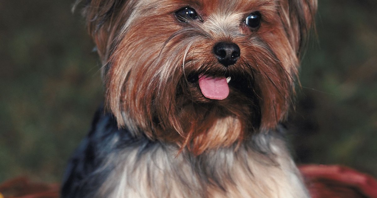where to get a yorkie how to get your yorkie to stop biting ehow uk where to get a yorkie how to get your yorkie to stop biting ehow uk