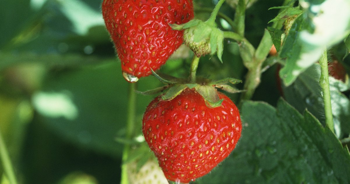 What Is the Crown of a Strawberry Plant? | eHow UK