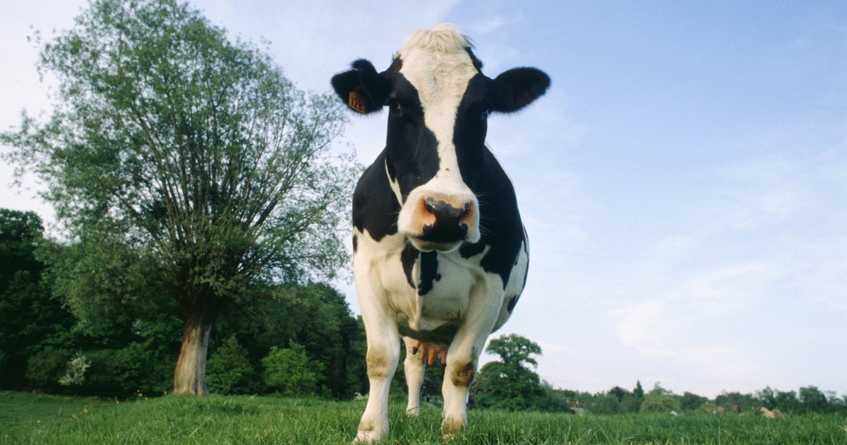 How to build an open-sided cattle shed | eHow UK