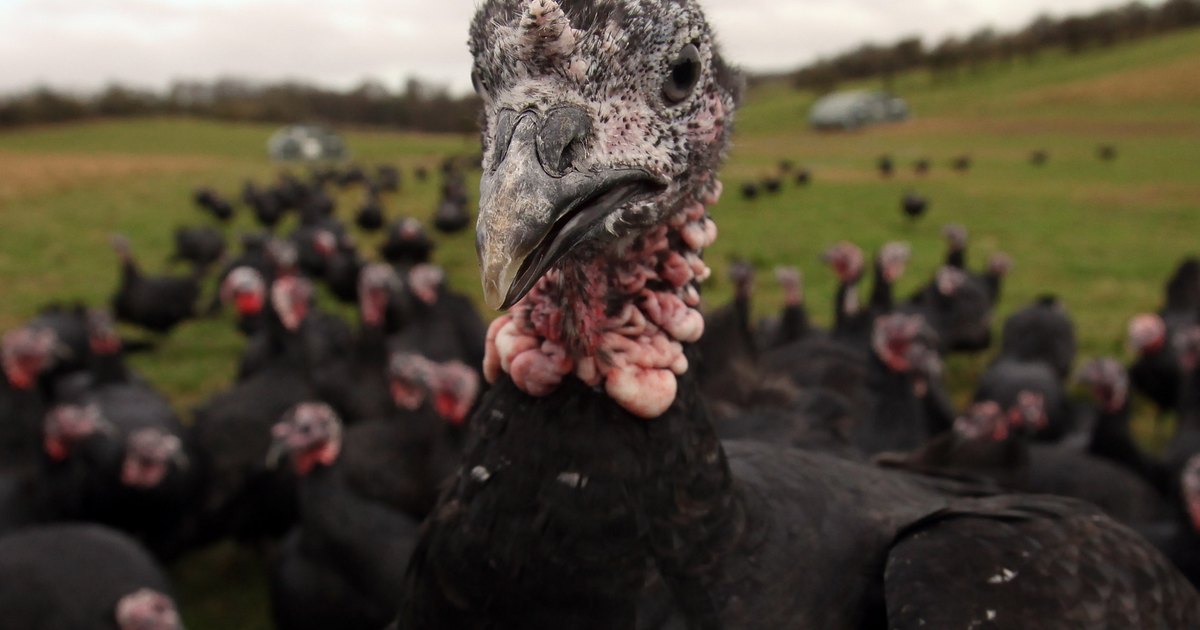 The simplest guide for the perfect Christmas Turkey | eHow UK