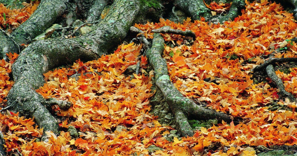 How to kill tree roots naturally | eHow UK
