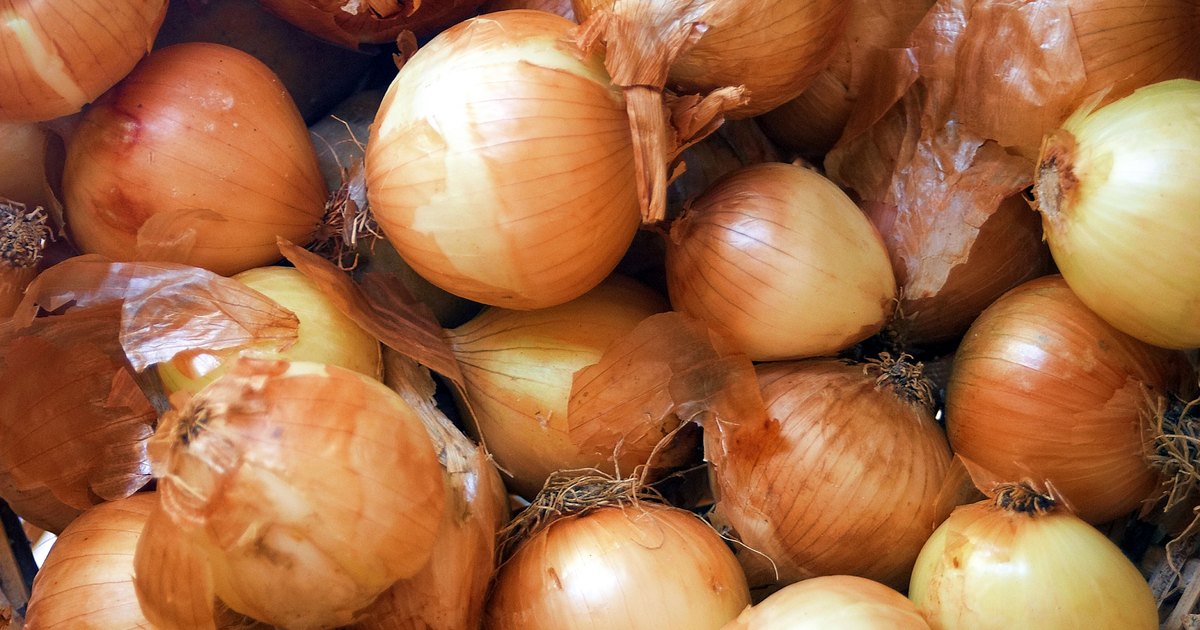 How To Tell When An Onion Has Gone Bad EHow UK