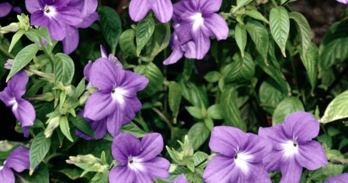 when to plant periwinkle seed ehow uk when to plant periwinkle seed ehow uk