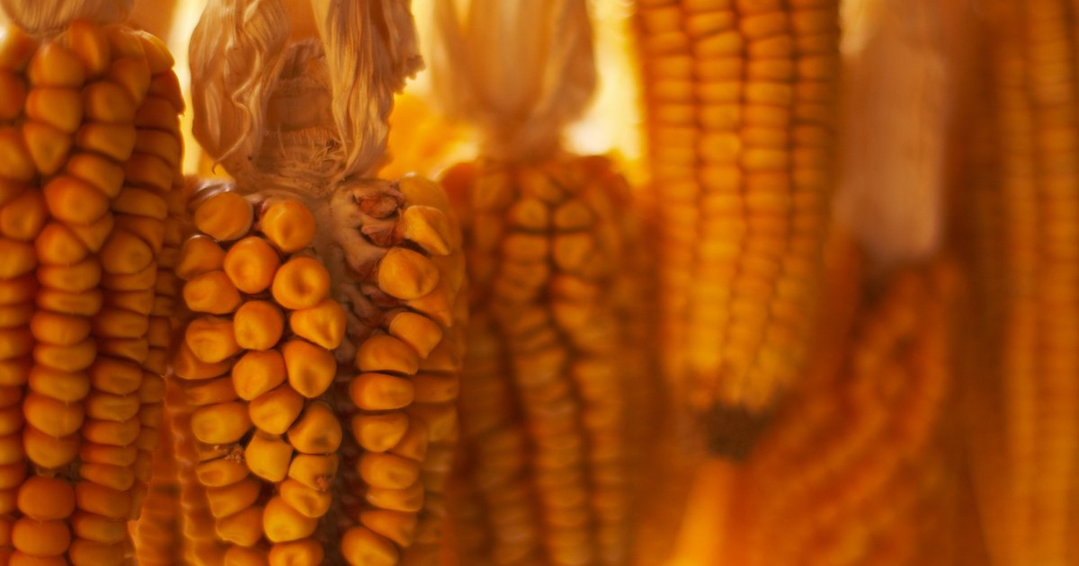 made of corn made of corn