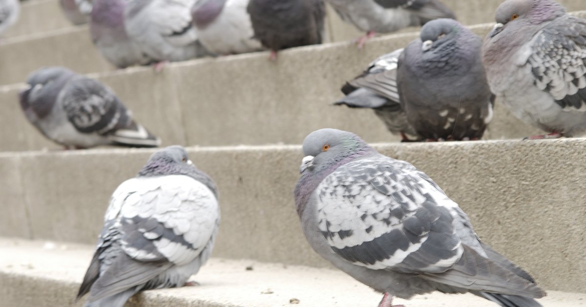 health-risks-of-pigeon-droppings-ehow-uk