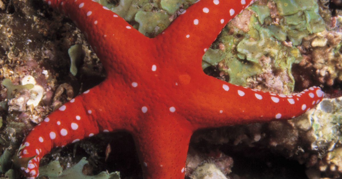 what-are-some-ways-starfish-adapt-to-their-environment-ehow-uk