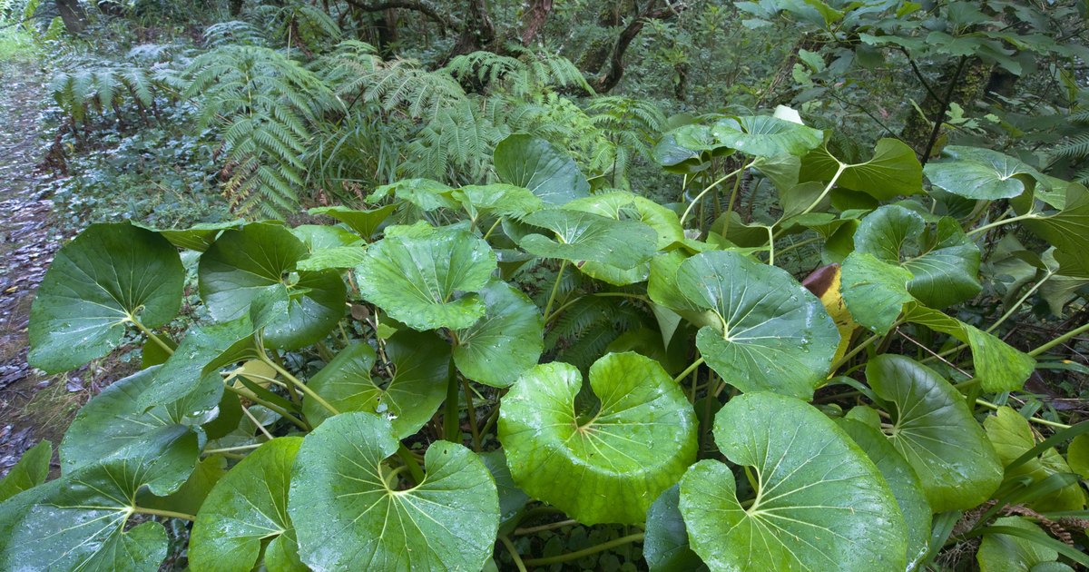 big leaf tropical plants ehow uk big leaf tropical plants ehow uk