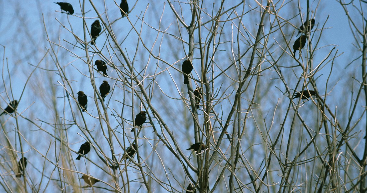 how to get rid of black birds naturally ehow uk how to get rid of black birds naturally ehow uk