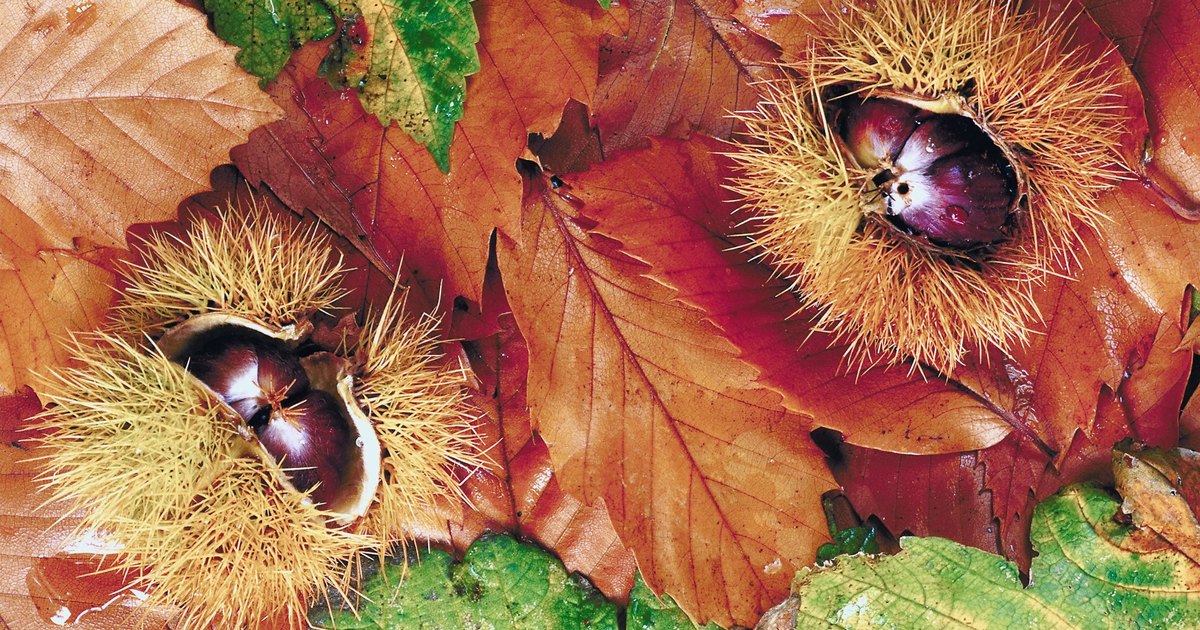 what-is-the-oldest-fruit-tree-in-the-world-ehow-uk