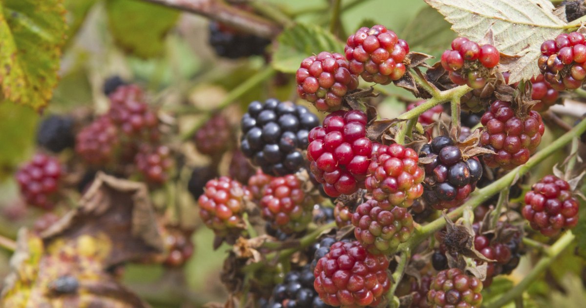 how-to-identify-wild-berries-ehow-uk