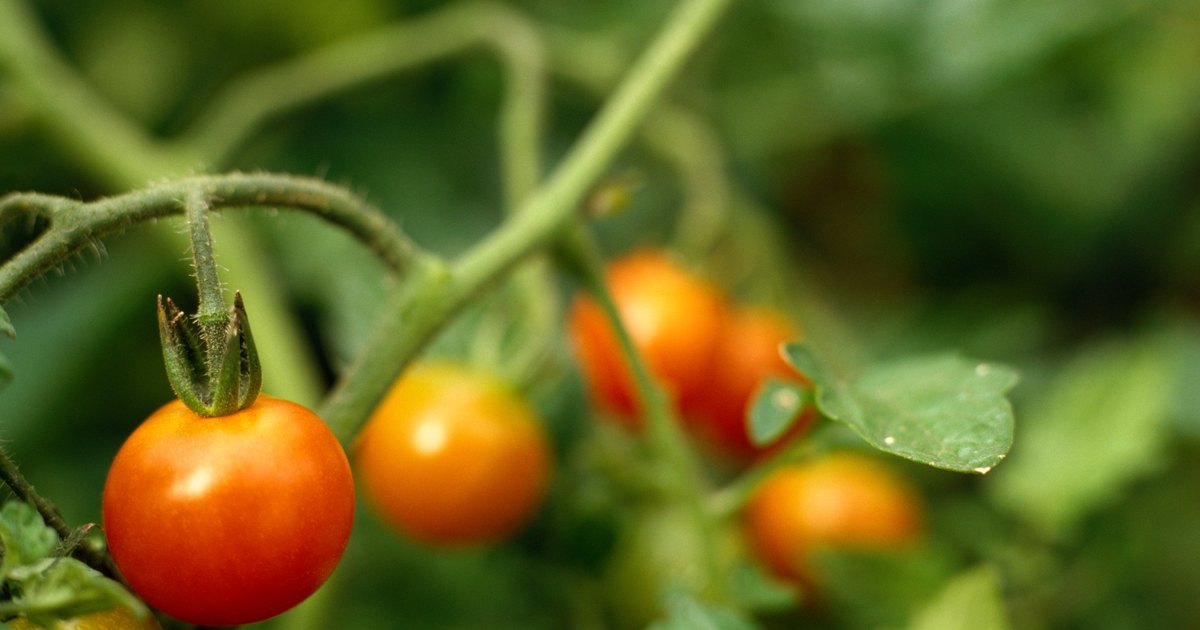 how tall do moneymaker tomatoes grow