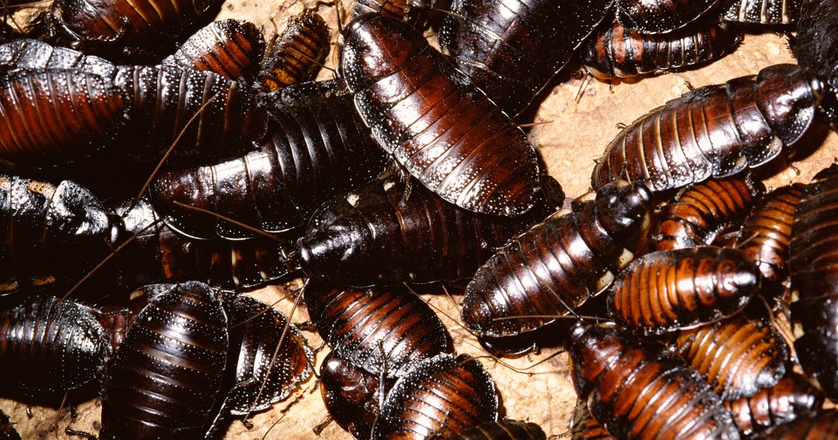 Meios de luta contra fungos e um molde em