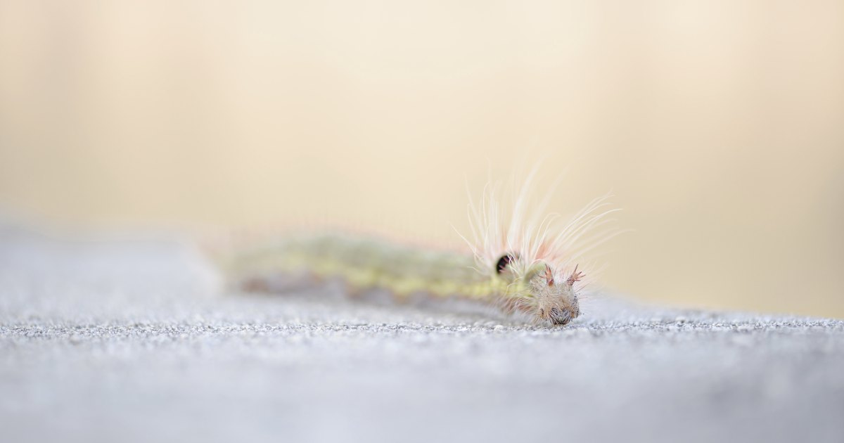 Garden insects that bite | eHow UK