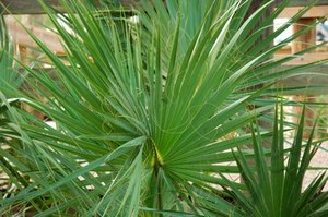 Consejos para las hojas marchitas de las palmeras de interior