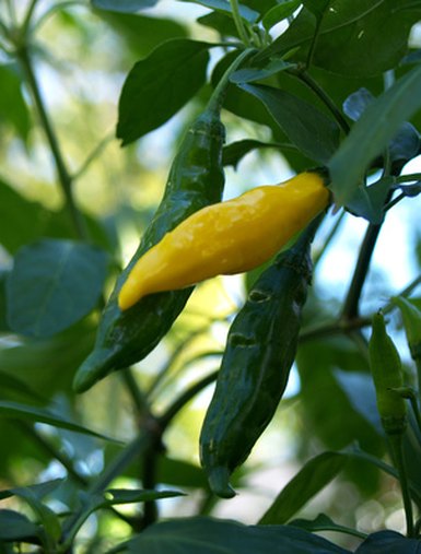 Poisonous Pepper Plants and Foliage | eHow UK