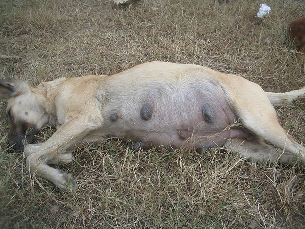 Can You Get A Dog Pregnancy Test Can You Get A Dog Pregnancy Test