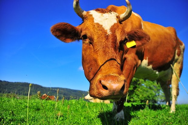 el colágeno bovino procede de las vacas. Más específicamente, es una sustancia de origen natural encontrada en la piel, los m