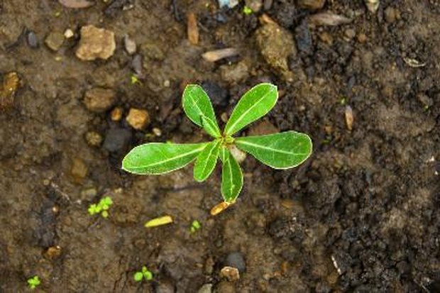 ¿Qué es la diversidad de las plantas?