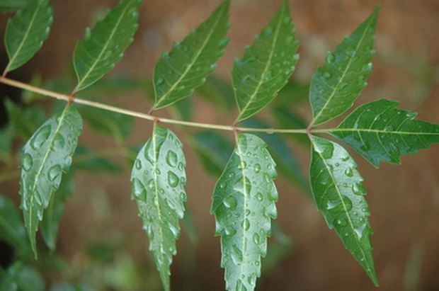 Uso do óleo de neem como fungicida Uso do óleo de neem como fungicida